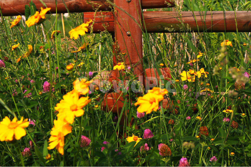 감성사진,자연,하늘,꽃풍경,풍경사진,색감,flower,sky,summer,nature,color,yellow,green,자연,풍경,nature,landscape,식물,plants,꽃,flower