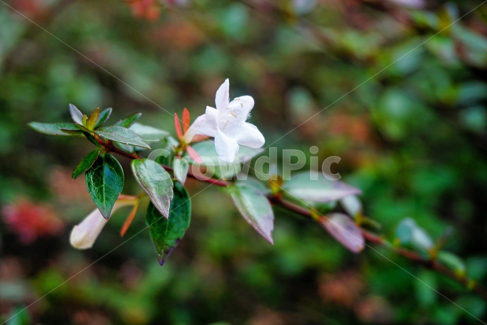 꽃댕강나무,꽃,가을,식물,flower,단아함,외로움,autumn,식물,자연,plants,nature,꽃,flower