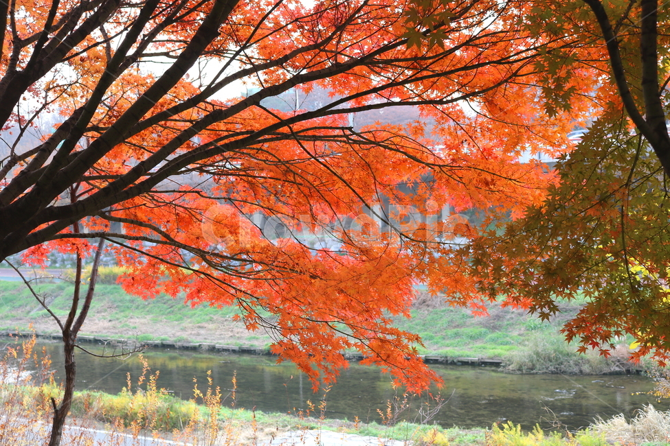 나무,단풍,단풍나무,식물,가을,자연,가을,계절,fall,autumn,season,식물,자연,plants,nature,tree,plant,maple