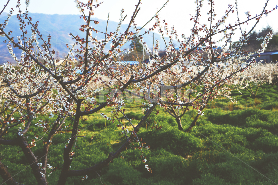 식물,flower,꽃,매화,봄,계절