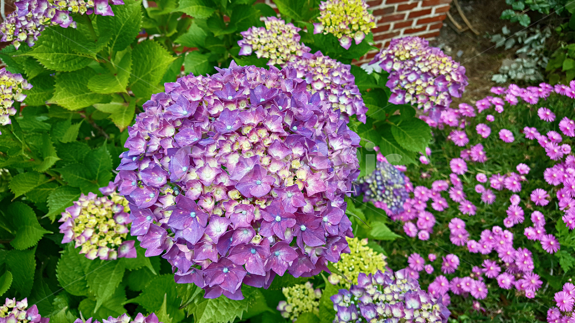 수국,수국화,꽃,flower,geranium,제라늄,식물,plant,blossom