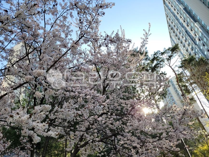 꽃,벚꽃,풍경,봄,계절