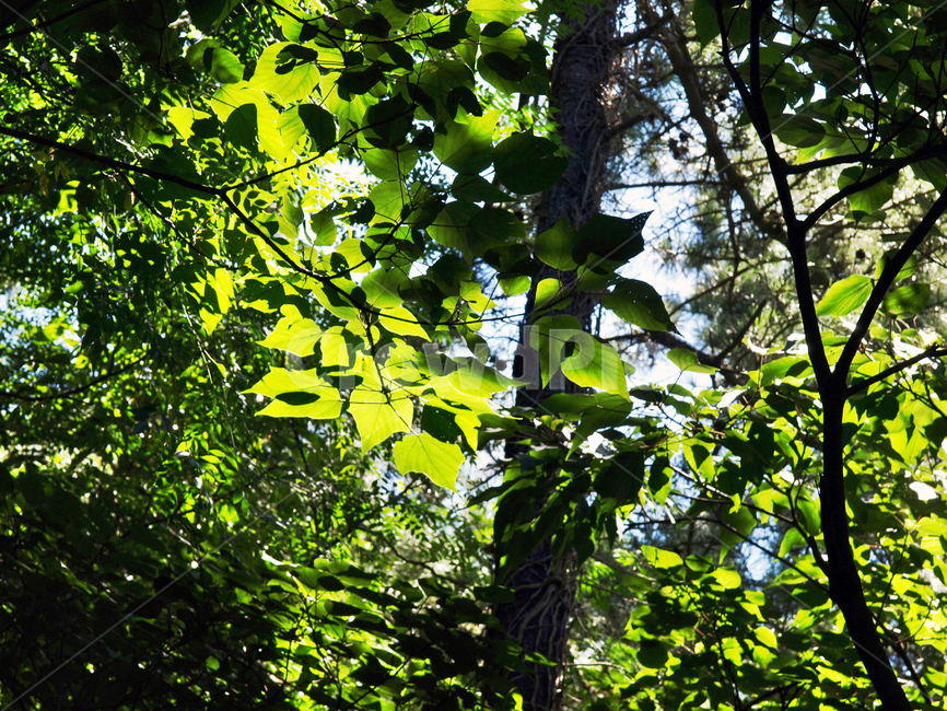 숲,나뭇잎,잎,역광,자연,식물,자연,plants,nature