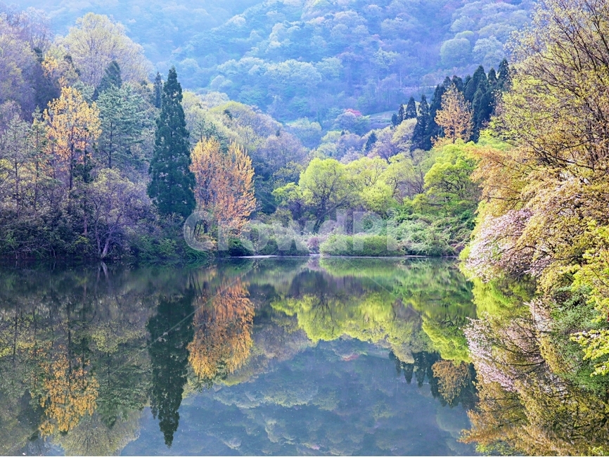 봄,반영,풍경,화순군,세량리,자연,풍경,nature,landscape,한국자연풍경,한국자연경관,korea nature landscape,plant,식물,tree,나무,abies,아비,fir,전나무,water,물,outdoors,옥외,conifer,구과 식물