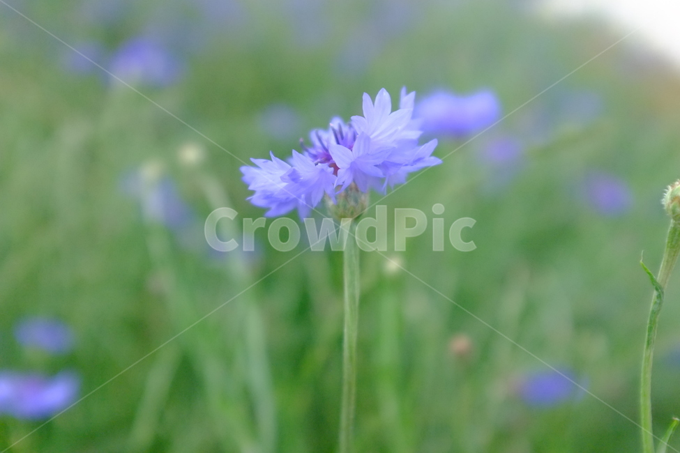 수레국화,독일국화,들꽃,flower,식물,꽃,blossom,blueflower