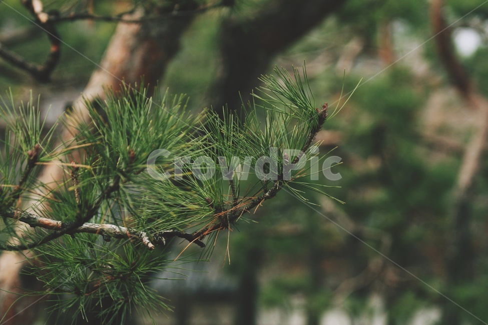 식물,tree,나무,conifer,소나무,구과식물,plant