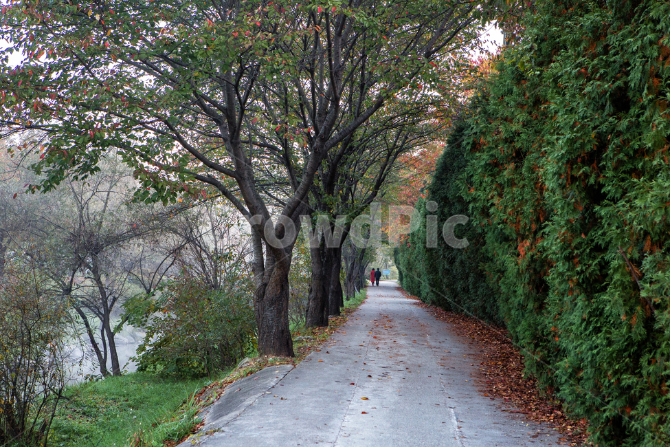아침,가을풍경,단풍,낙엽,나뭇잎,가을아침,자연,산책,자연,풍경,nature,landscape