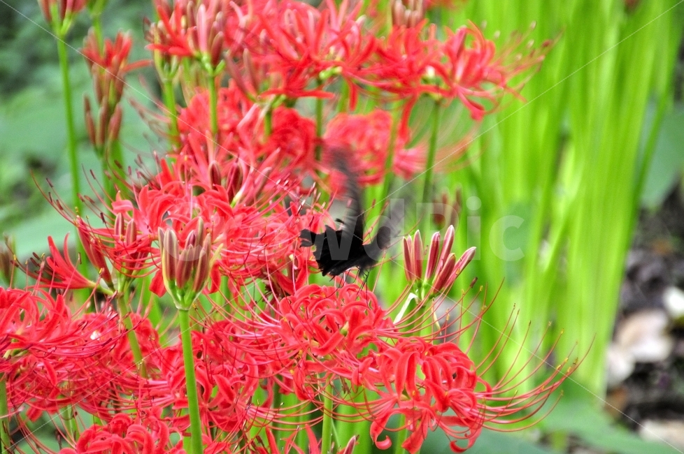 상사화,나비,날개짓,명옥헌원림,가을,줌,순간포착,빠름,식물,자연,plants,nature,꽃,flower,동물,animal,곤충,벌레,insect,bug,연출,컨셉,콘셉,direction,concept