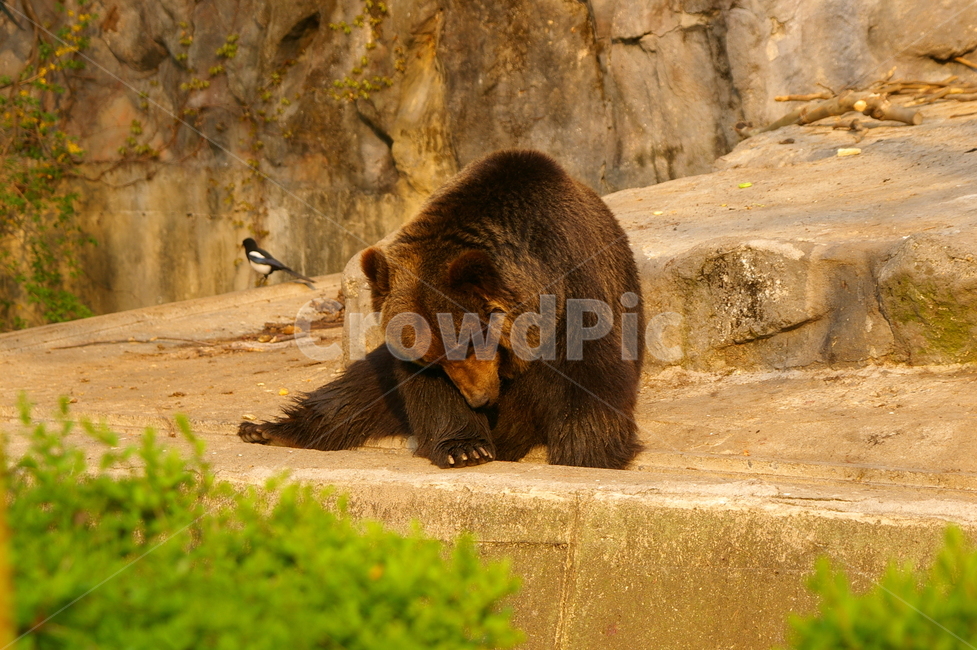 곰,동물,bear,animal,포유류,야생동물,동물,animal,포유류,mammal
