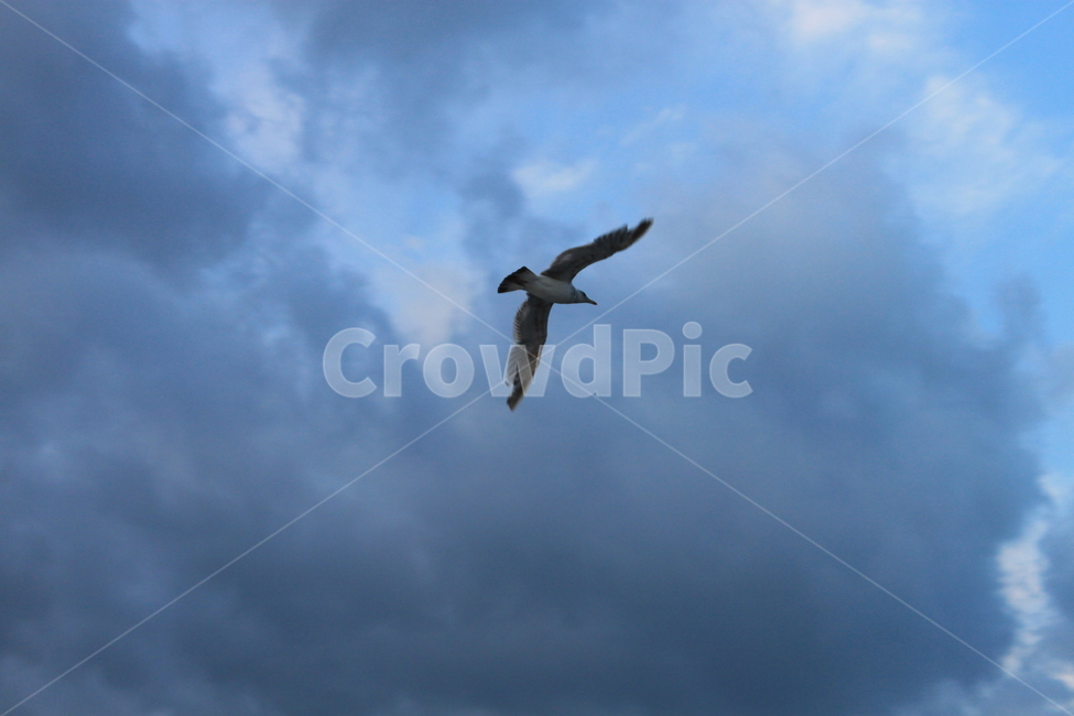 갈매기,하늘,바닷가,바다,푸른,푸르른,비행,날다,날개,꿈,바람,seagull,gull,구름,흰구름,이쁜,바람타는