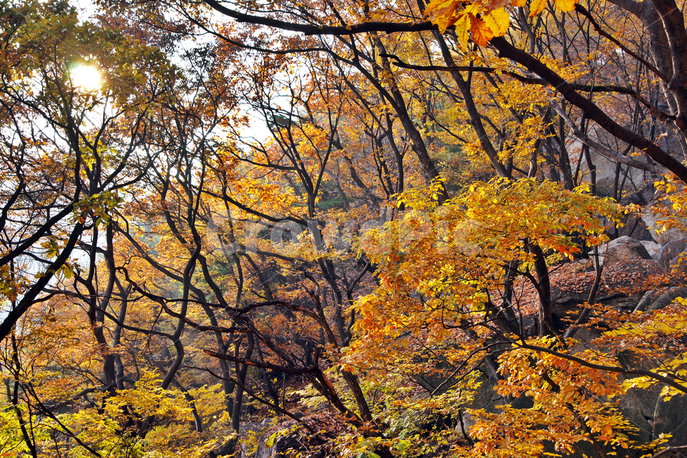 단풍,노란색,가을,낙엽,산,가을,계절,fall,autumn,season,tree,나무,plant,식물,maple,tree trunk,나무 줄기