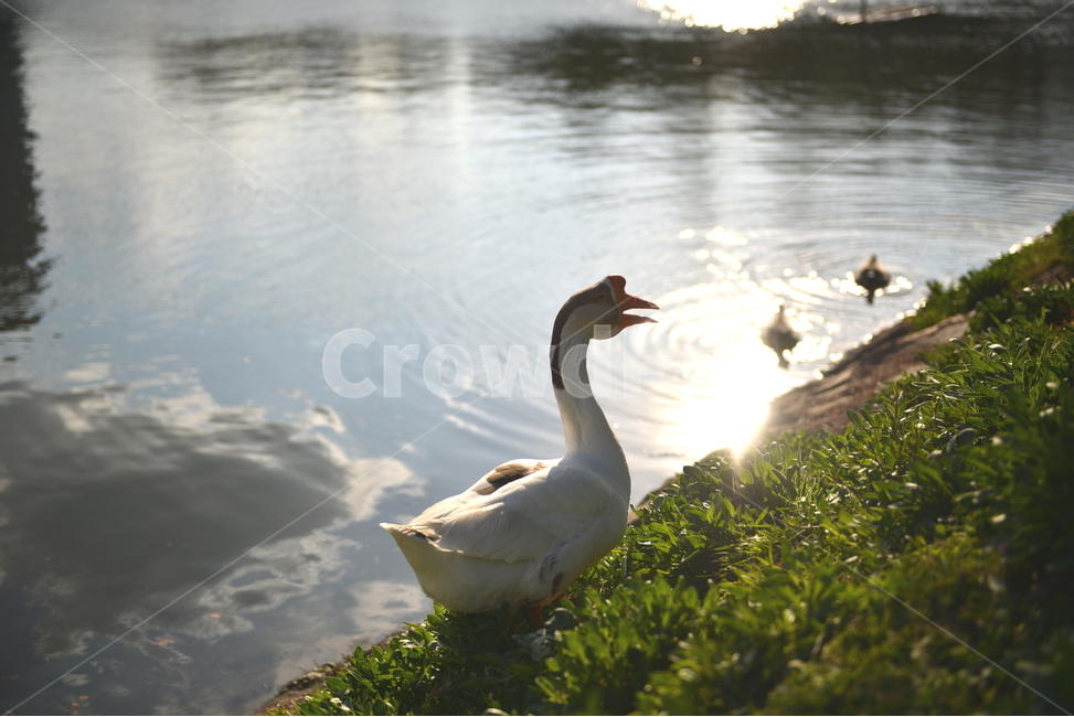 호수,거위,자연,풍경,힐링,오리,동물,animal,조류,새,birds