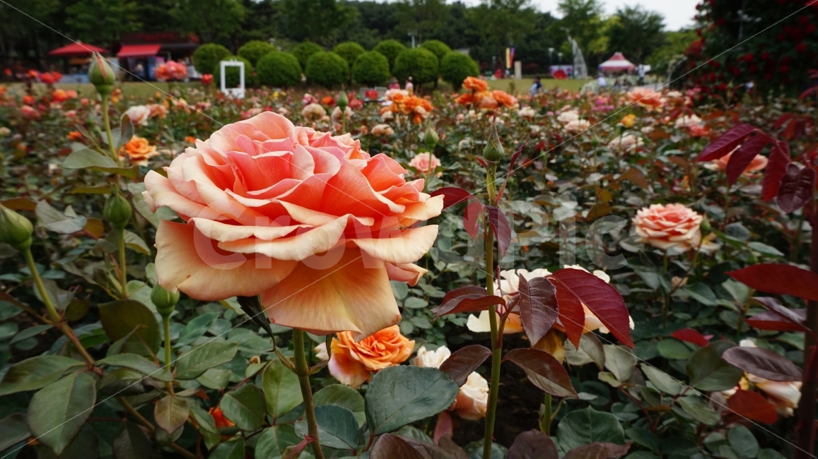 꽃,장미,flower,rose,공원,울산,대공원,장미축제,주황,주황색,nature,자연,숲,풍경,식물,plant,식물,자연,plants,nature,꽃,flower