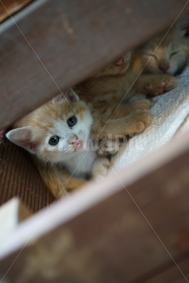 고양이,새끼고양이,아기고양이,코리안숏헤어,코숏,동물,반려묘,동물,animal,포유류,mammal,고양이,cat,kitten,kitty