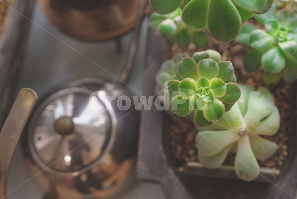 plant,식물,생명,생물,주전자,색감,녹색,화분,실내용화초,화분,화초,house plant