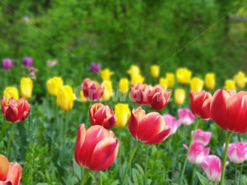 튤립,꽃,자연,flower,tulip