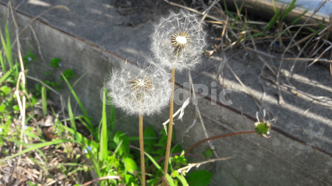 꽃,민들레,민들레씨앗,씨앗,야생화,길가,길꽃,씨,여름,홀씨,근접,생화