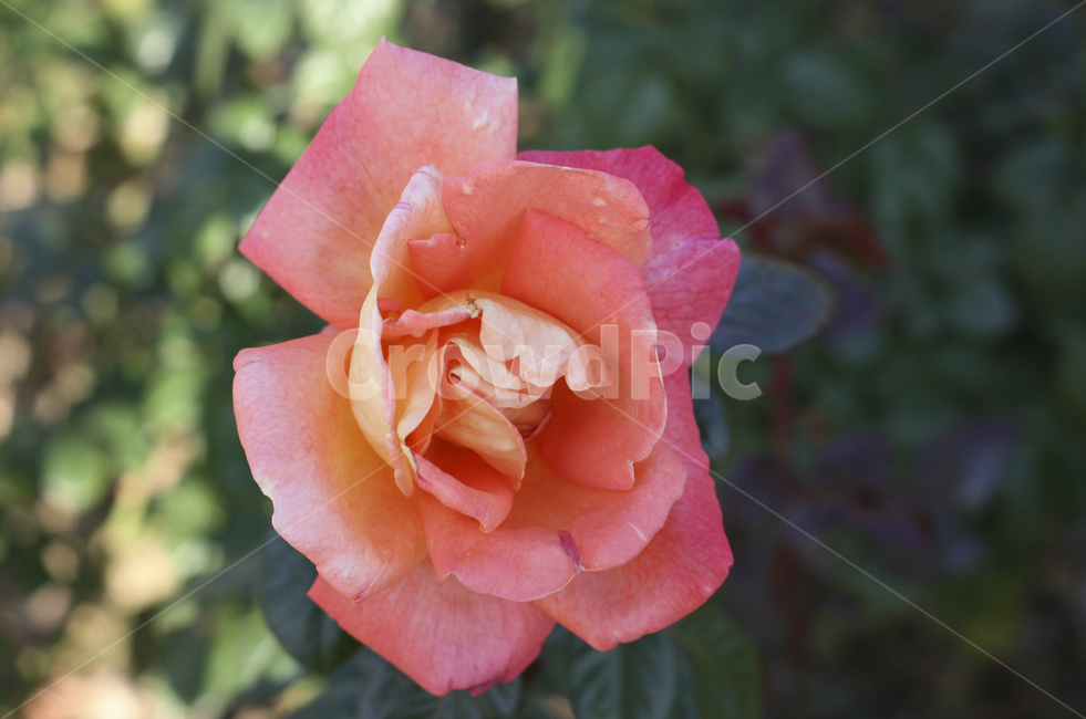 rose,장미,blossom,꽃,flower,식물,plant,자연