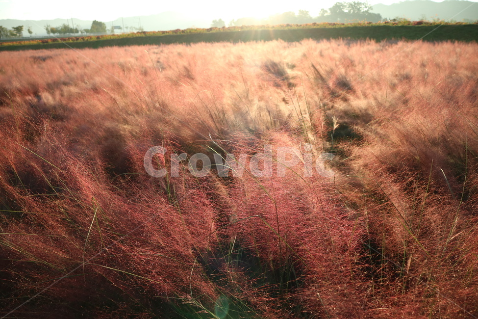핑크,뮬리,핑크뮬리,가을,풍경,자연,가을,계절,fall,autumn,season,자연,풍경,nature,landscape,식물,plants,plant,tree,나무,grass,잔디