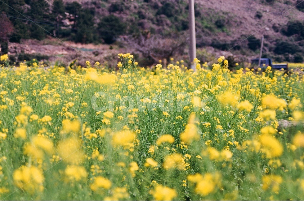 유채꽃,봄꽃,노란색,노란꽃,유채꽃밭,봄,계절,spring,season,식물,자연,plants,nature,꽃,flower,감성,sensible,feeling,field,들,outdoors,옥외,grassland,목초지,rural,농촌,farm,농장