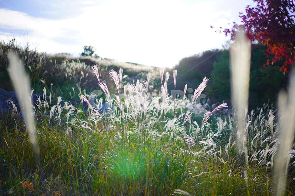 가을,억새,억새밭,힐링,풍경,가을산,쓸쓸함,가을,계절,fall,autumn,season,자연,풍경,nature,landscape,식물,plants,휴식,힐링,rest,relaxation,healing,grass,잔디,plant
