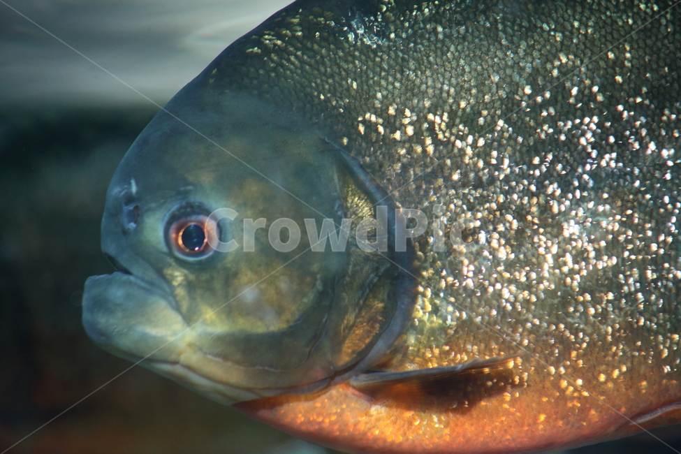 피라냐,민물고기,물고기,어류,piranha,열대어,tropicalfish,피라니아,동물,animal,어류,물고기,fish