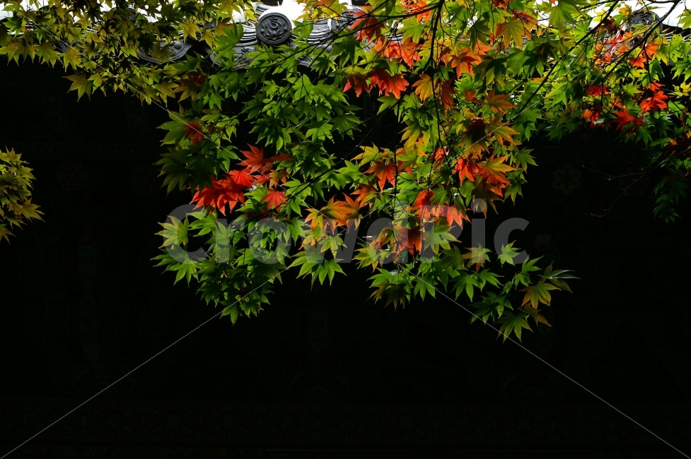 감성,색감,단풍,기와,가을,식물,자연,plants,nature