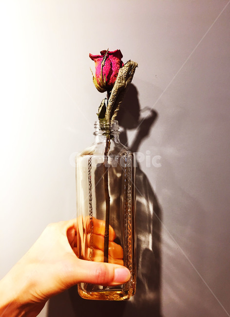 장미꽃,드라이플라워장미,장미드라이플라워,한송이장미,빨간장미