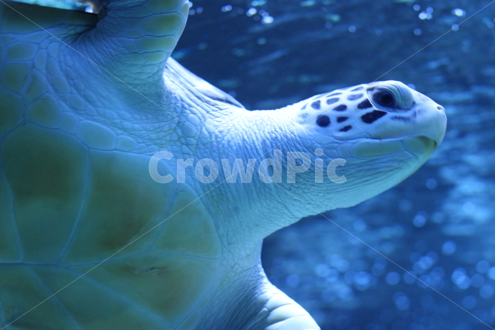 sealife,해양생물,turtle,터틀,animal,동물,seaturtle,바다거북,거북이