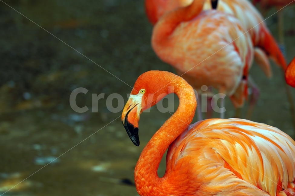 홍학,동물,새,조류,자연,bird,animal,snap,snapshot,스냅,스냅사진,스넵,스넵사진,동물원,공원,park,zoo,풍경,landscape,nature,동물,animal,조류,새,birds