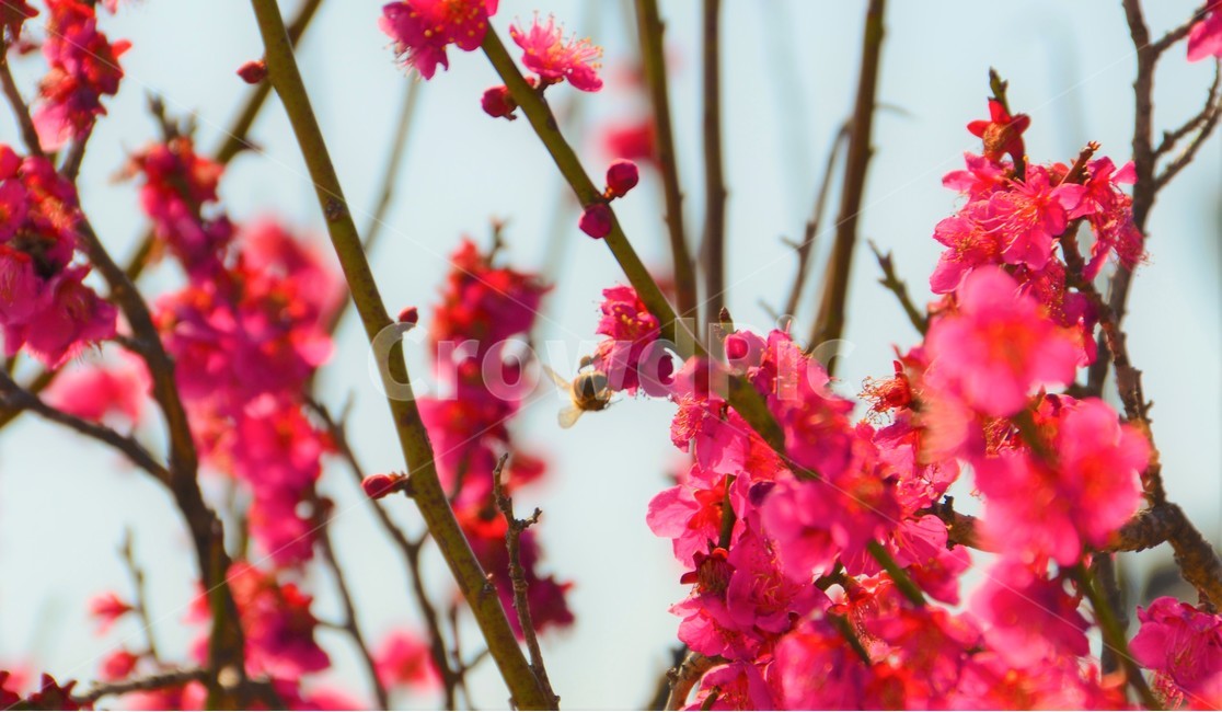꿀벌,수정,봄,빨간꽃,감성,봄,계절,spring,season,식물,자연,plants,nature,꽃,flower,동물,animal,곤충,벌레,insect,bug,감성,sensible,feeling,plant