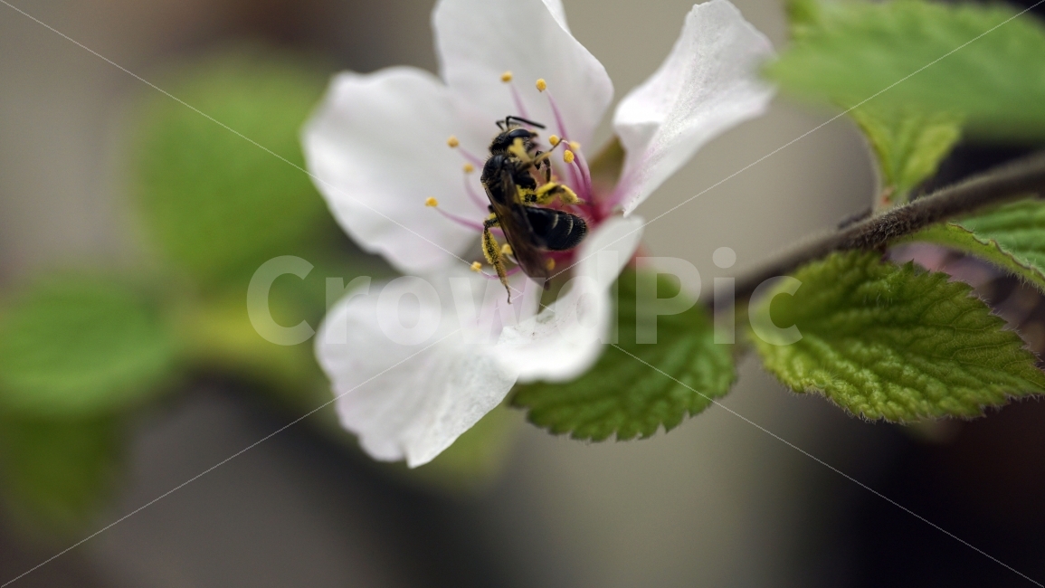 꽃,벗꽃,봄,나무,나뭇가지,벗꽃나무,플라워,봄꽃,이파리,자연,flower,sakura,nature,tree,spring,식물,동네,마을,환경,벌,꿀벌,곤충,생태계,벚꽃,동물,animal,식물,자연,plants,nature,동물,animal,곤충,벌레,insect,bug,꽃,flower