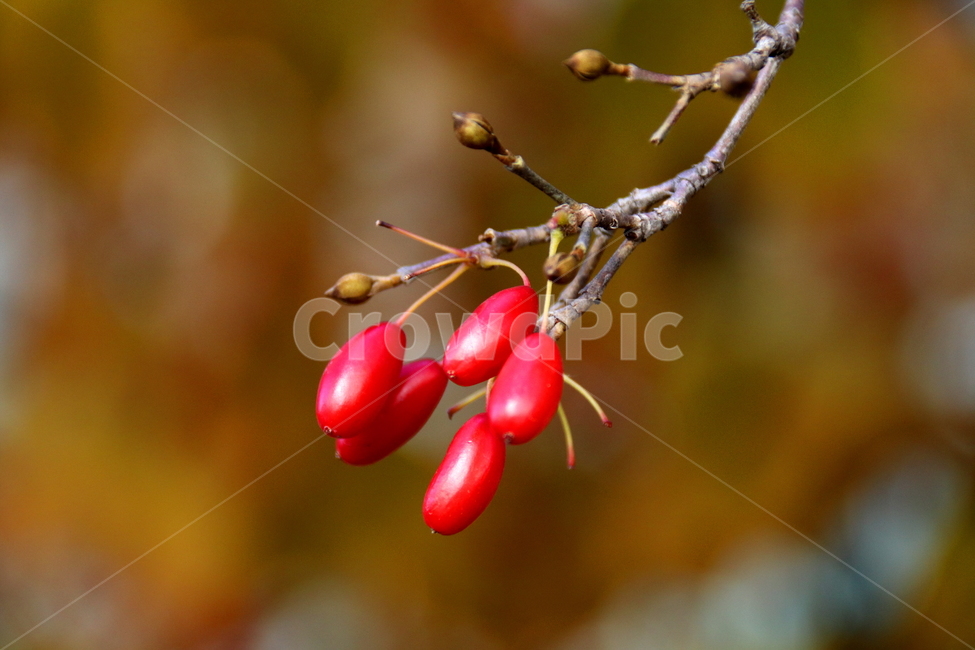 가을,계절,나무,식물,열매,식물,자연,plants,nature,과일,열매,fruit