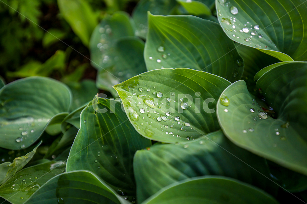 자연,식물,풍경,물방울,비,감성,봄날,leef,nature,scenery,rain,water,emotions,fall,season,식물,자연,plants,nature