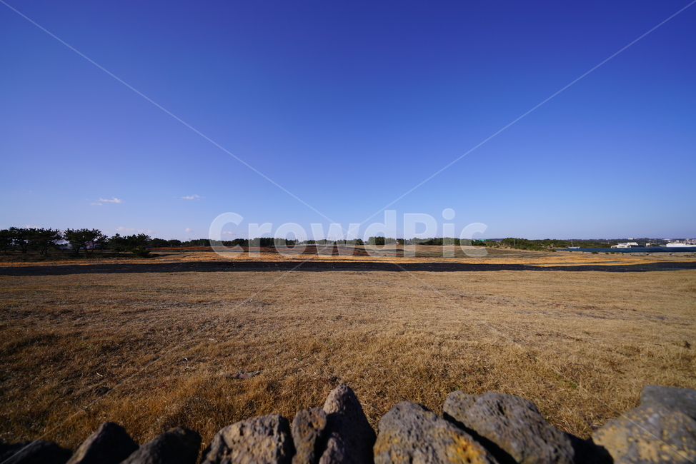 제주감귤,신천목장,감귤껍질,귤피차,겨울목장,진피차,자연,풍경,nature,landscape,ground,바닥