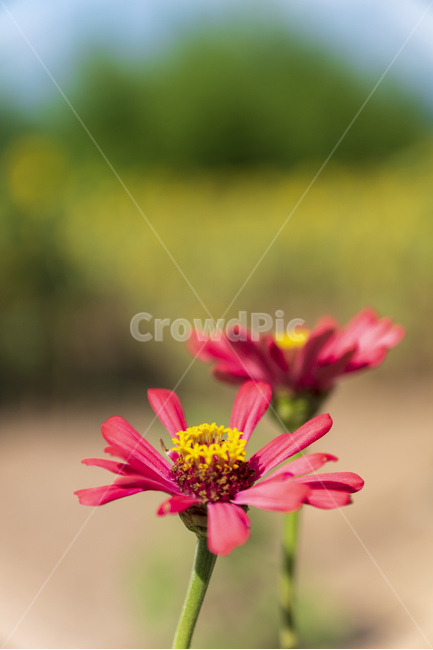 노란색,여름,꽃,들꽃,분홍색,빨간색,식물,자연,plants,nature,꽃,flower