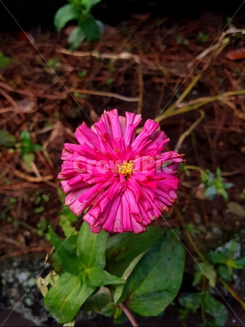 plant,식물,fiower,nature,꽃,식물,자연,plants,nature,꽃,flower