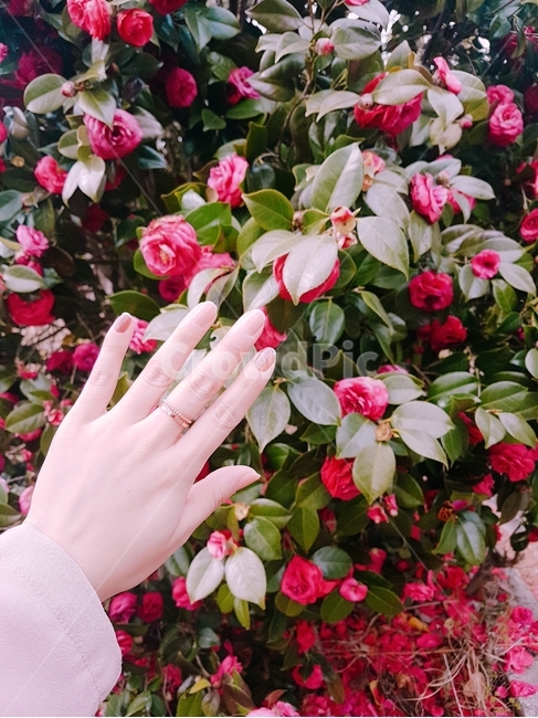 동백,동백꽃,동백나무,camellia,붉은꽃,flower,red,redflower