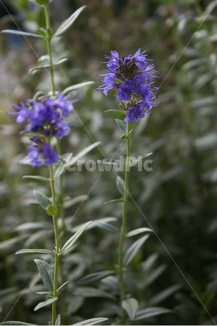 식물,잎,나뭇잎,잎사귀,이파리,허브,식용,식자재,로즈마리,로즈메리,꽃,flower,퍼플,보라색,플라워,생화,자연,식물,자연,plants,nature,꽃,flower