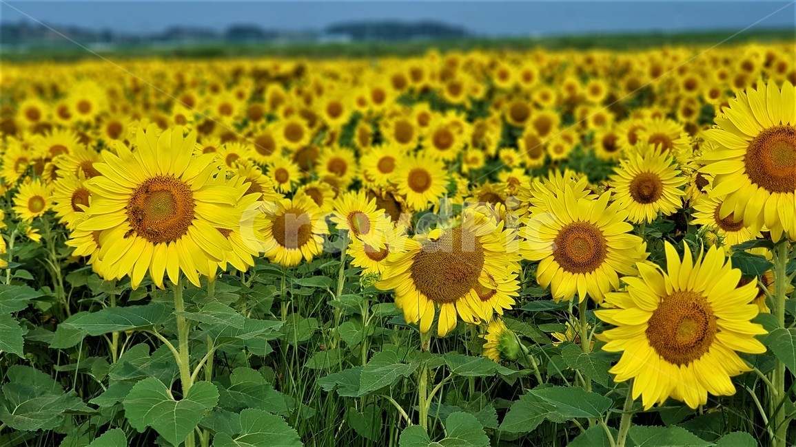 해바라기,꽃,식물,자연,아름다움,태양,sun,가을,여름,계절,plants,season,nature,summer,sunflower