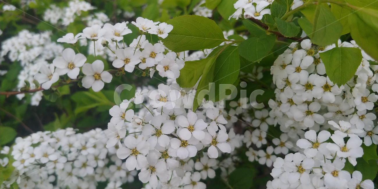 꽃,식물,봄,봄꽃,하얀색,flower,spring