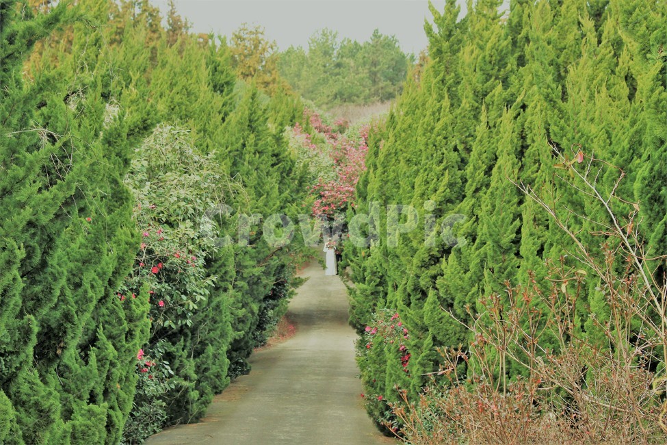 제주도,동백숲,동백꽃,숲,나무,자연,풍경,nature,landscape,garden,정원,outdoors,옥외,arbour,정자