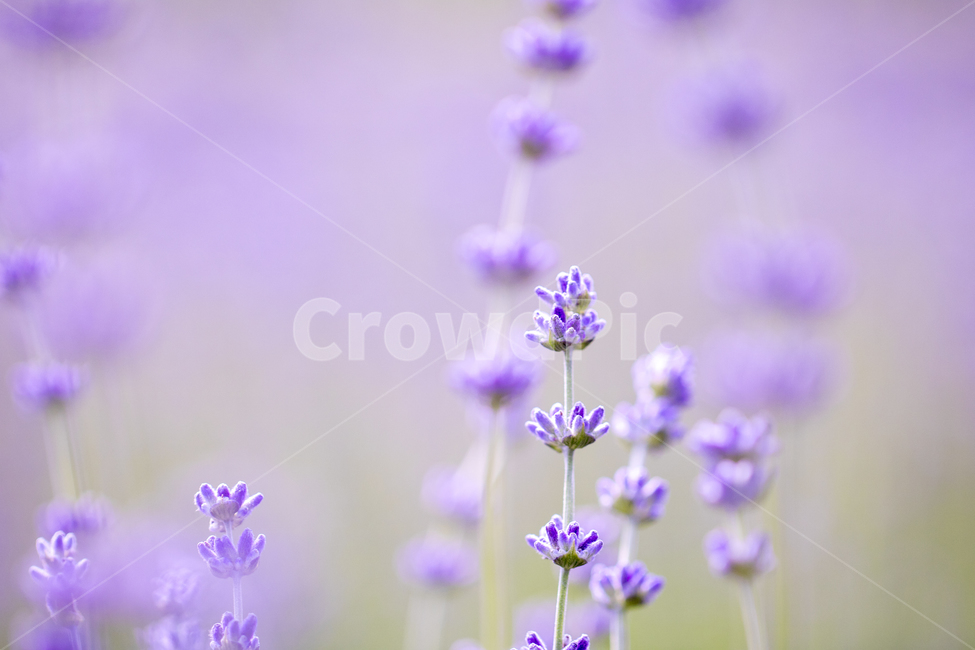 라벤더,꽃,식물,잎,보라색,배경,백그라운드,줄기,바이올렛,라벤다,식물,자연,plants,nature,꽃,flower,감성,sensible,feeling,색깔,색상,색채,색감,color sense,color sensitivity,feeling of color