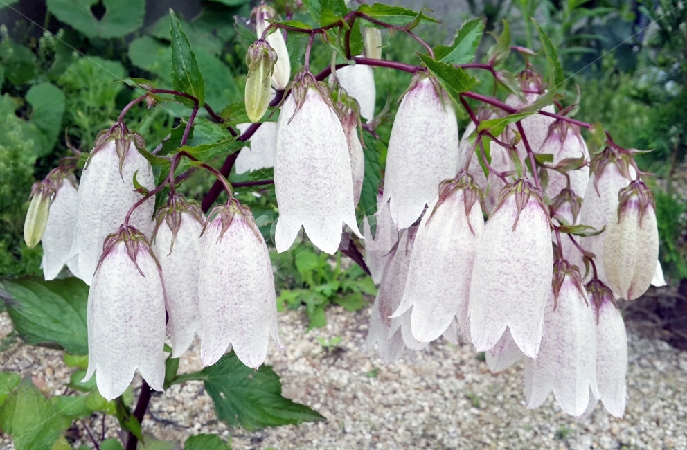 꽃,초롱,자연,풍경,흰꽃,식물,자연,plants,nature,꽃,flower