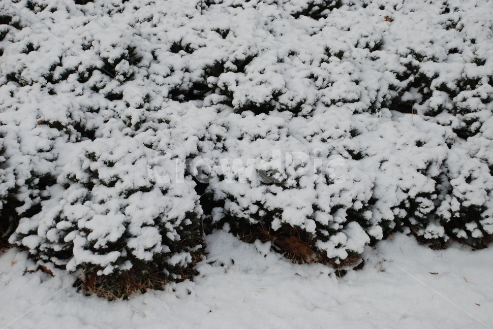 눈,겨울,풀,나무,눈밭,자연,눈덮인나무,풀숲,겨울,계절,winter,season