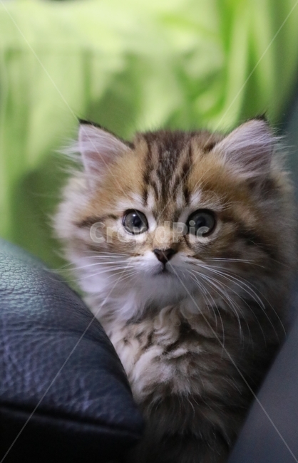 아기고양이,cat,mammal,kitten,애완동물,스코티쉬스트레이트하이랜드,순종,낭만고양이,동물,animal,포유류,mammal,고양이,cat,kitten,kitty