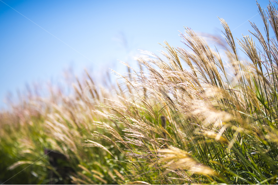 억새,갈대,가을,가을분위기,하늘공원,가을,계절,fall,autumn,season,식물,자연,plants,nature,grass,잔디,plant,lawn