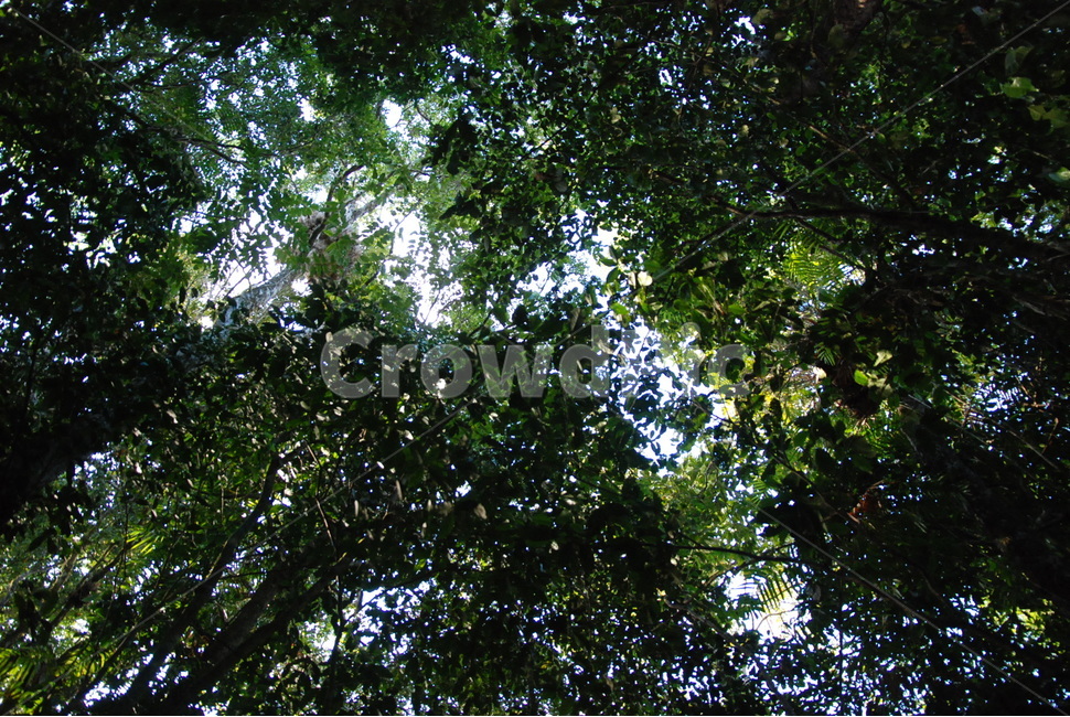 plant,식물,tree,나무,열대우림,rainforest,자연,풍경,nature,landscape