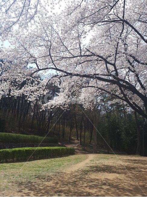 봄,벚꽃,벚꽃풍경,나들이,cherryblossom,spring