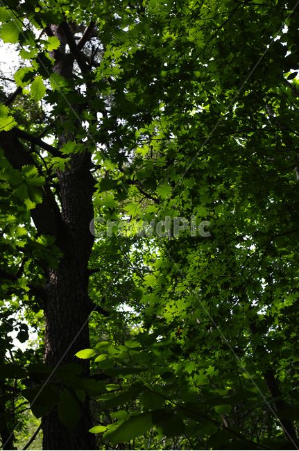숲,나무,식물,초록,plant,식물,자연,plants,nature,나무,trees,wood
